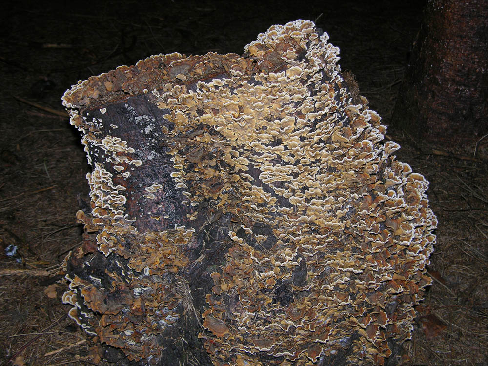 Qualche fungo � arrivato.